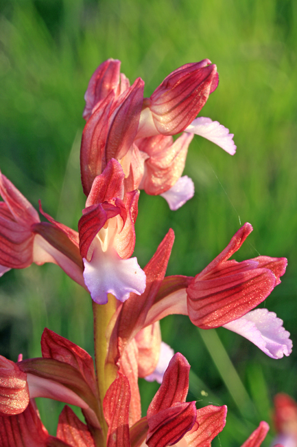 Orchis papilionacea